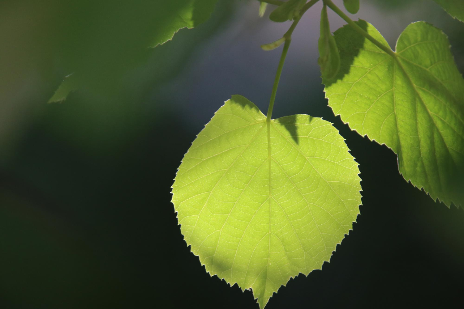 beržų lapų arbatos nauda