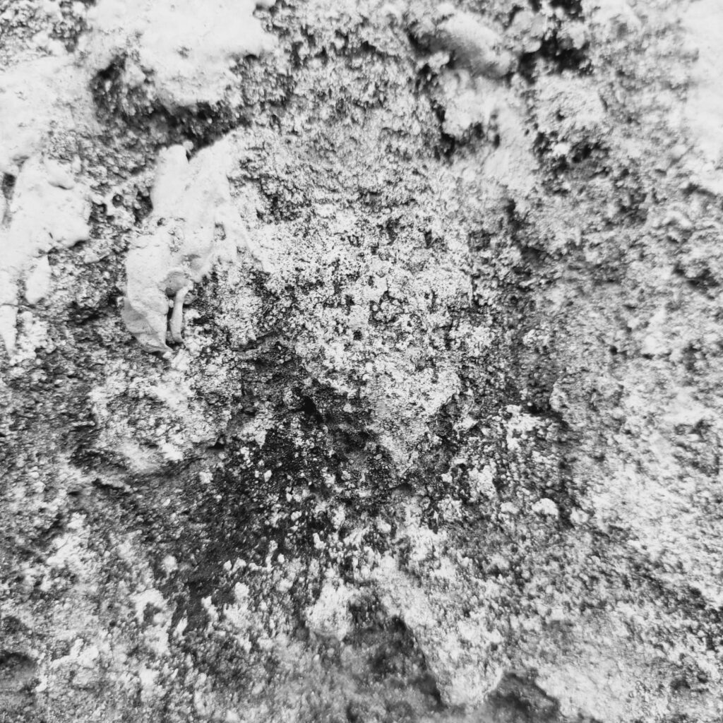 Ar medžio pelenai tinka serbentams? Patarimai tiems, kurie nori tręšti saugiai