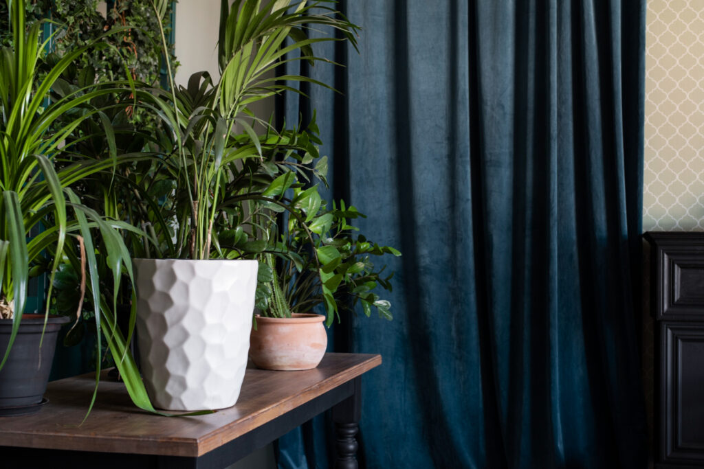 Kambariniai augalai, kurie valo orą geriau nei brangūs prietaisai