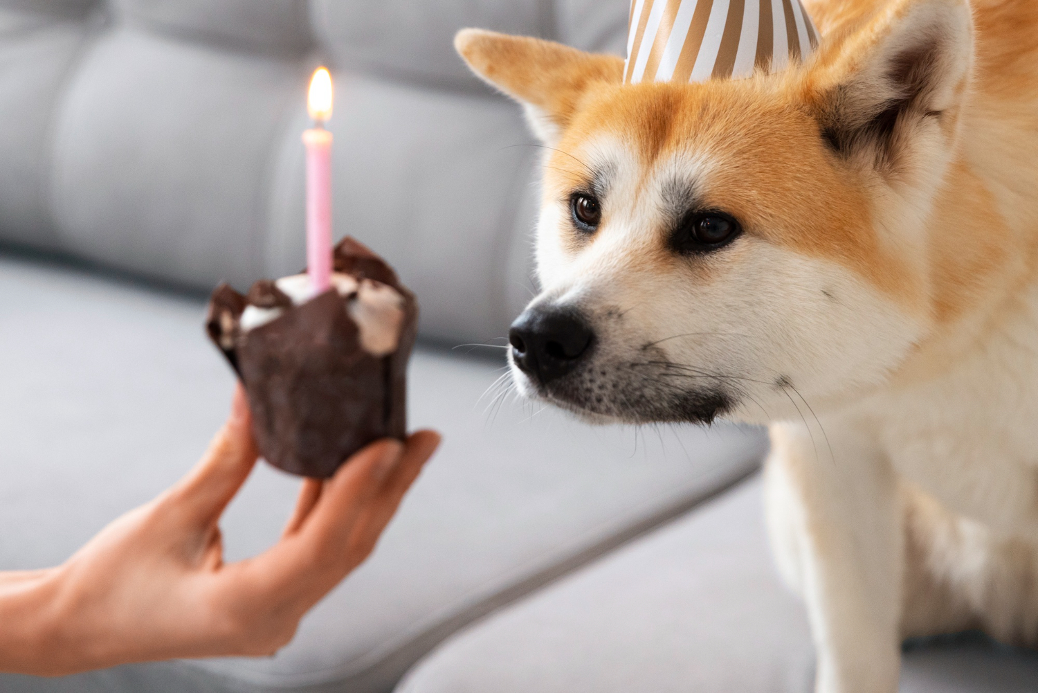 Šuo suvalgė šokolado: ko jokiu būdu nedaryti