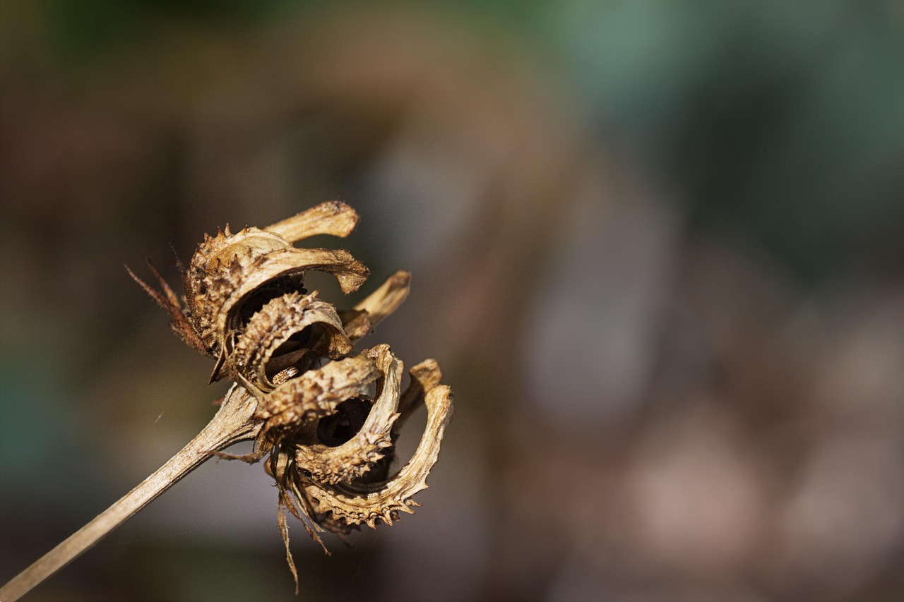 Margainių sėklos: ką jos gali duoti kepenims ir kodėl „stebuklingi“ pažadai yra pavojingi
