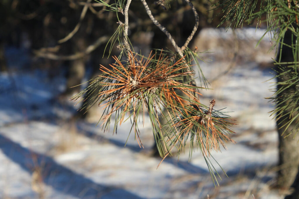 Kaip atpažinti, ar pušį puola kenkėjai – ženklai ir pagalba
