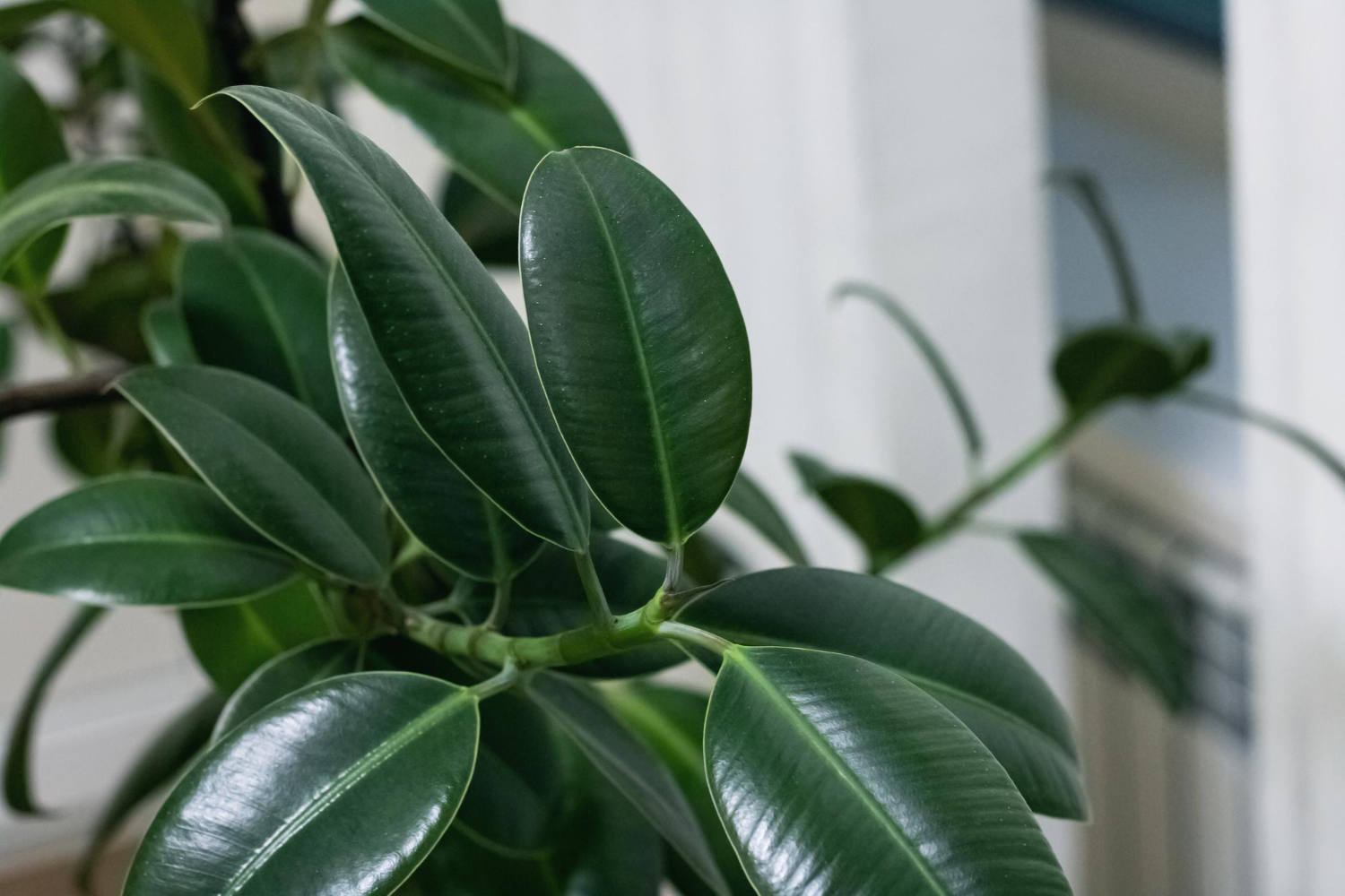 Kambariniai augalai, kurie valo orą geriau nei brangūs prietaisai