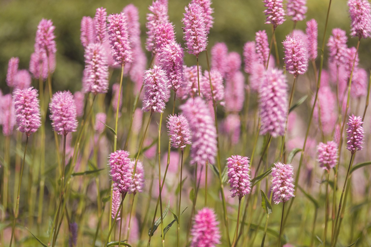 Gėlių kokteilis, kuris atgaivina net nuvytusius augalus