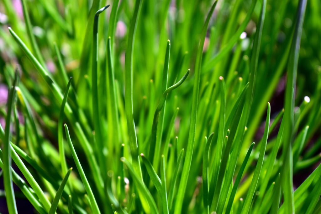 Svogūnų laiškai ant palangės – kaip auginti namuose be vargo