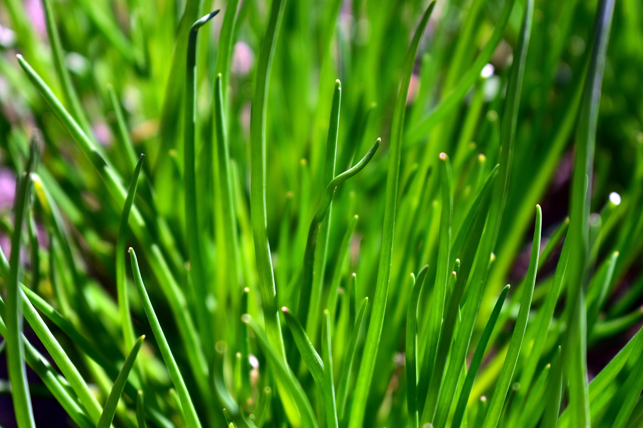 Svogūnų laiškai ant palangės – kaip auginti namuose be vargo