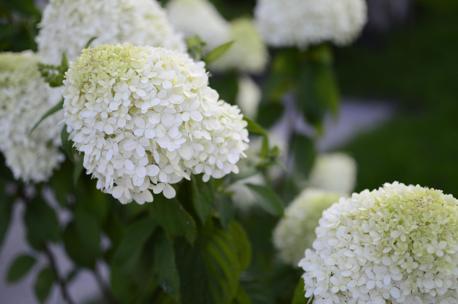 Senovinė hortenzija, kuri vėl grįžta į šiuolaikinius sodus
