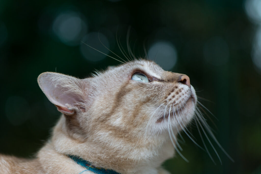 Kodėl pleiskanoja katės kailis ir kaip tai sustabdyti