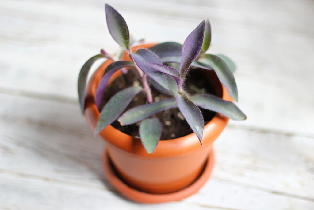 5 aiškūs ženklai, kad augalams trūksta trąšų ir jie apie tai „šaukia“