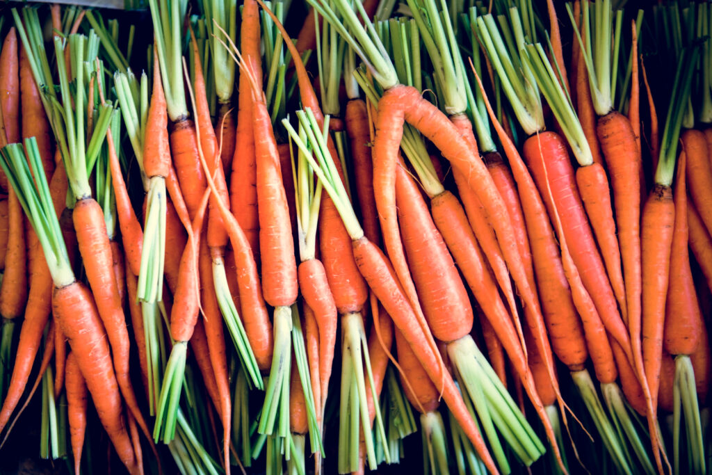 Morkų apsauga nuo kenkėjų be chemijos – rezultatai nustebino daržininkus
