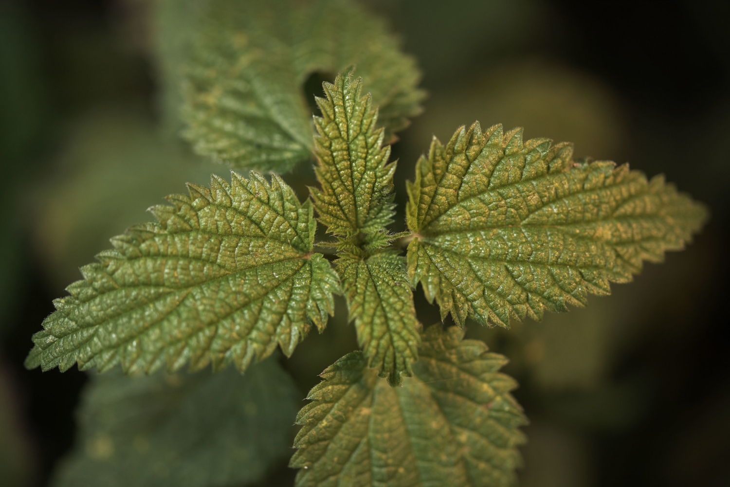 Dilgėlių vonelė sąnariams – greitas palengvėjimas namuose ar tik laikinas efektas?
