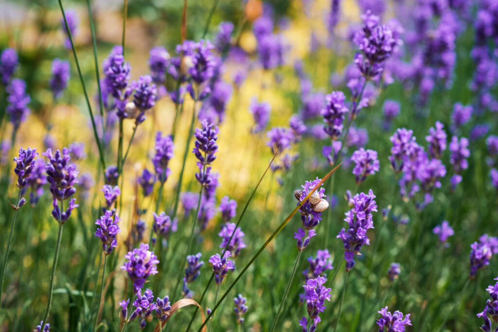 Hortenzijos ir levandos kartu – kaip jas sodinti, kad abi klestėtų