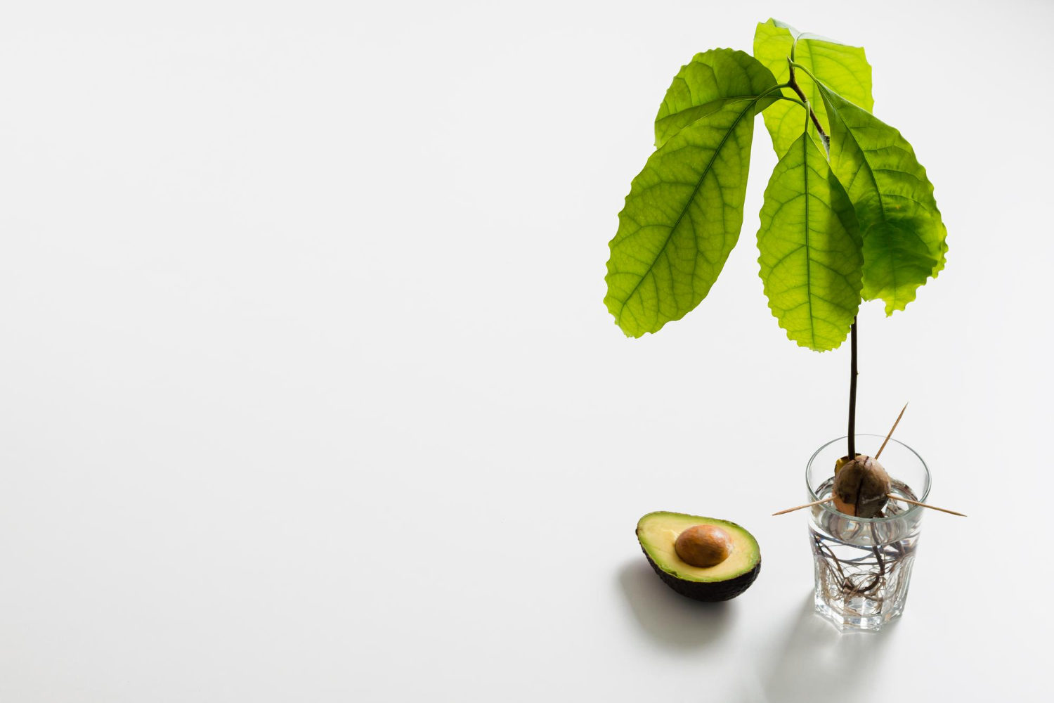 Avokado kauliukas – kodėl jo nereikėtų išmesti