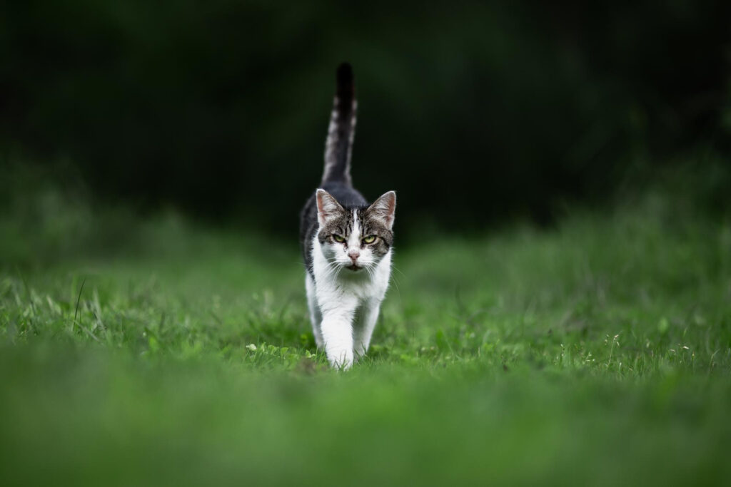 Kačių atbaidymo prietaisai: kurie veikia, o kurie – tik reklama