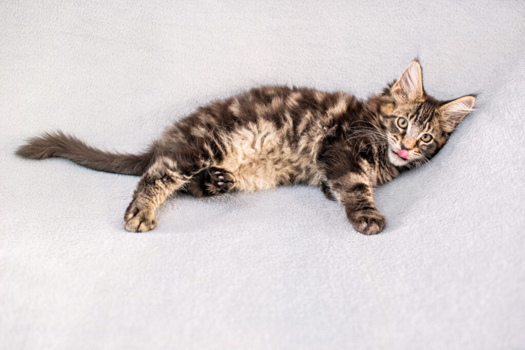 Kodėl katės taip mėgsta valerijoną ir ar tai saugu?