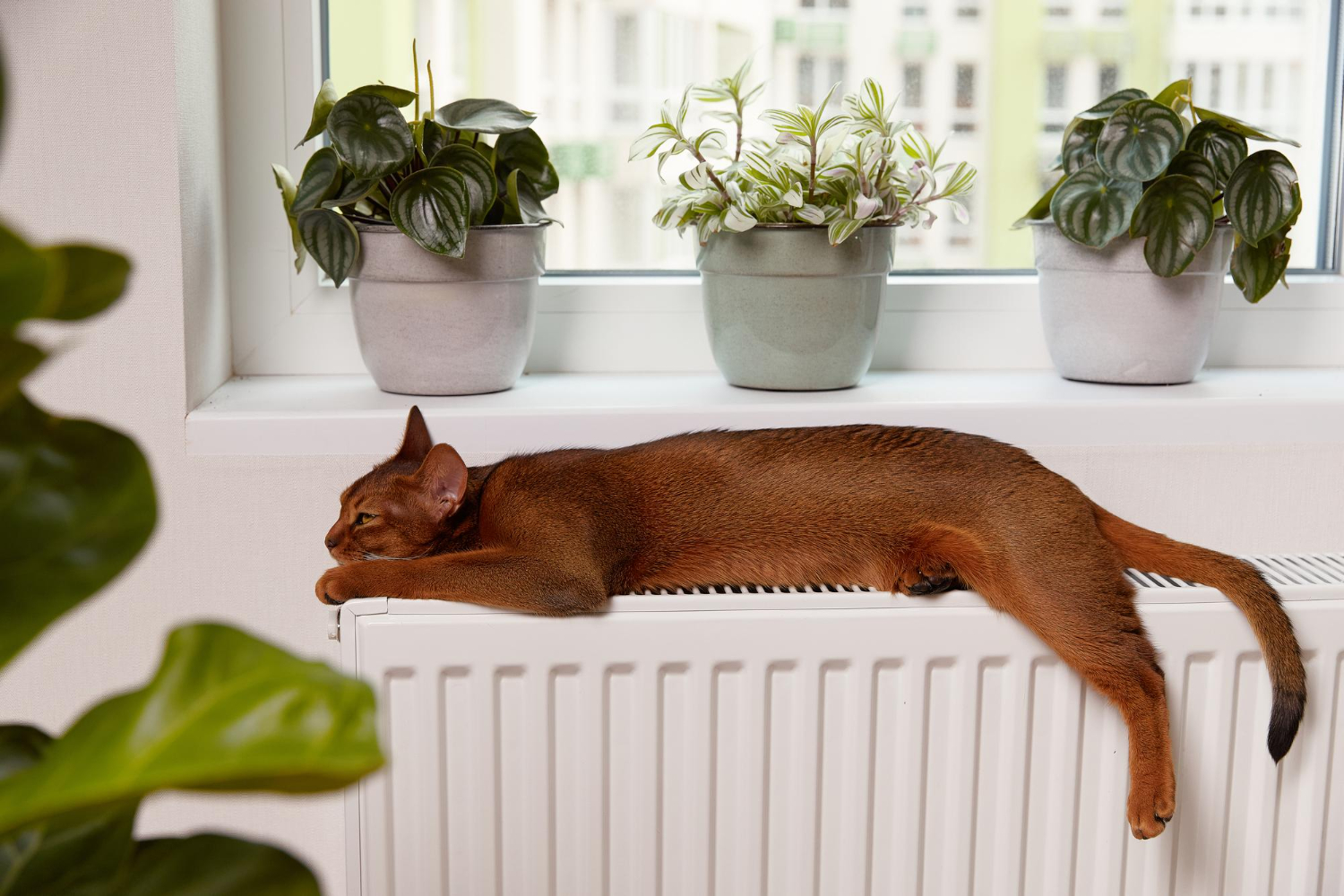 Nuo kokio amžiaus katės gali pastoti ir kuo tai pavojinga