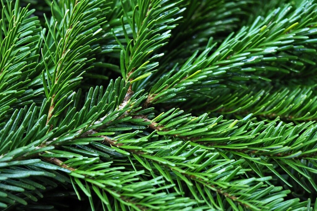 Eglės ūgliukai stiklainyje: kaip juos ruošia ir kada žmonės juos naudoja