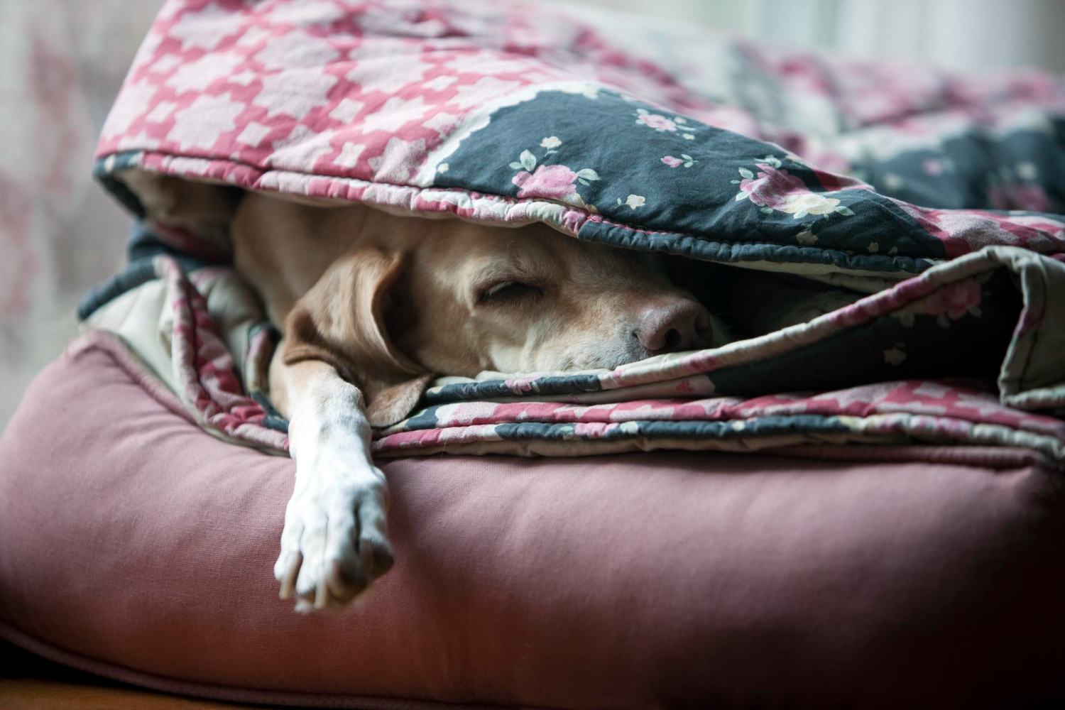Šuns užmigdymas namuose: pavojai, mitai ir ką būtina žinoti