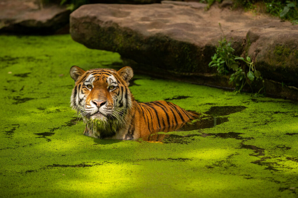 Ar tigrai moka plaukti? Netikėti jų gebėjimai