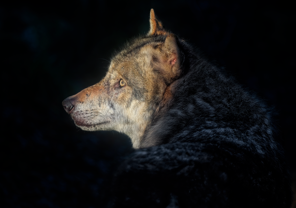 Pilkasis vilkas: kodėl šis plėšrūnas toks svarbus gamtos pusiausvyrai