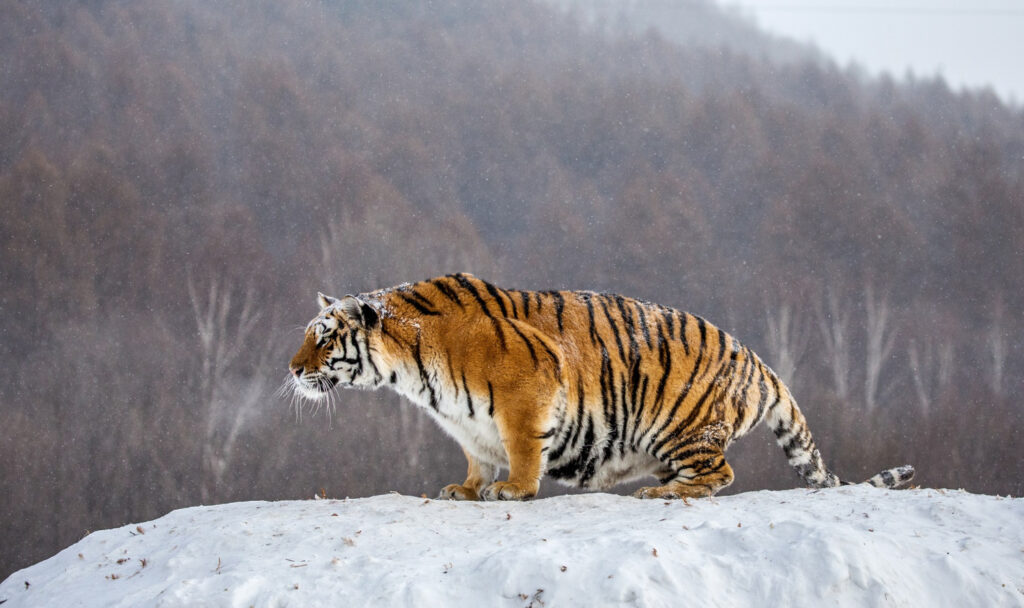 Amūrinis tigras: didžiausias katinas pasaulyje ir jo išlikimas