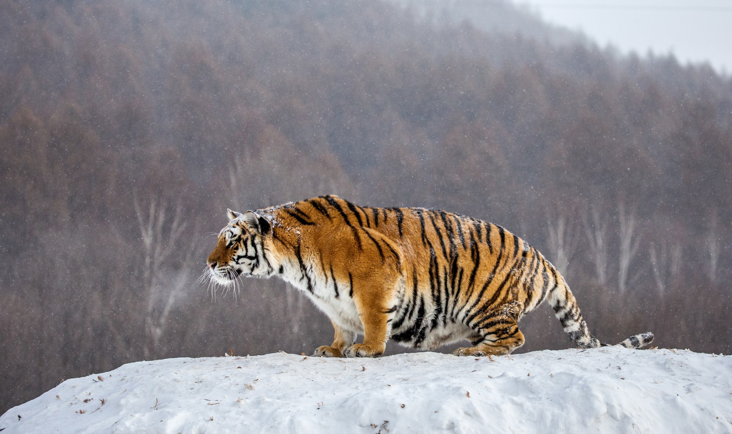 Amūrinis tigras: didžiausias katinas pasaulyje ir jo išlikimas