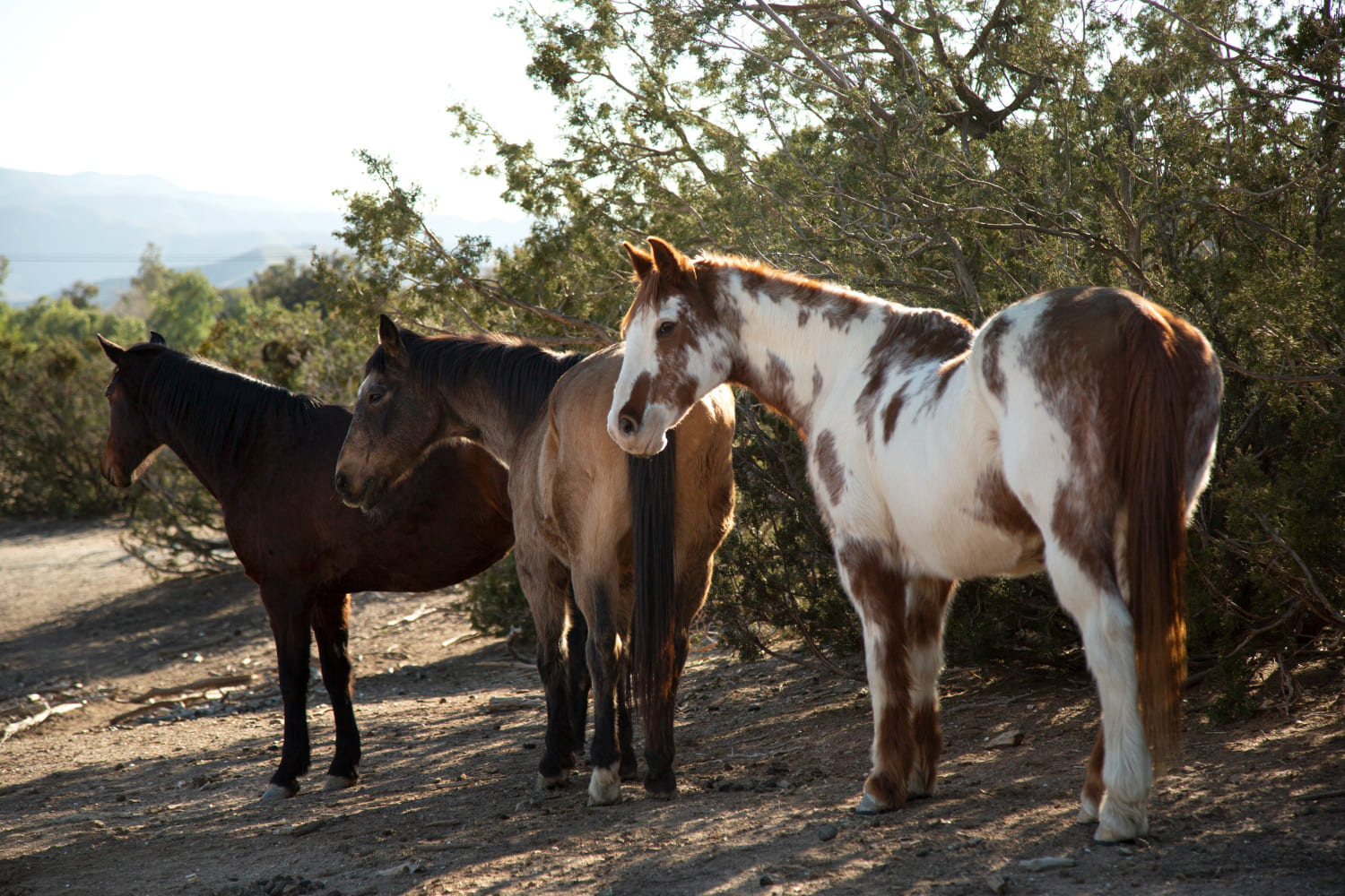 Balti, bėri ir kiti arkliai: ką išduoda arklio spalva