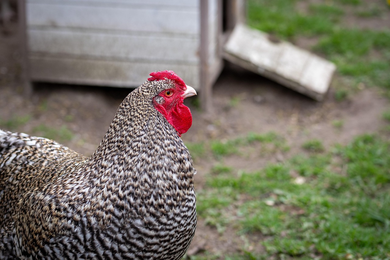 Mėsinės vištos: kurios veislės pelningiausios ir kiek iš tikrųjų kainuoja auginimas