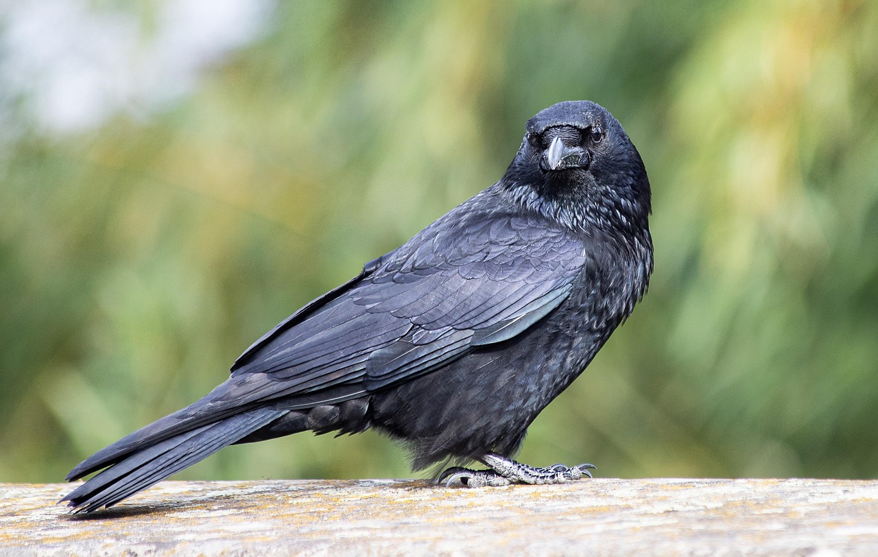 Varnos darže – kenkėjos ar naudingos? Kaip sumažinti žalą be kovos