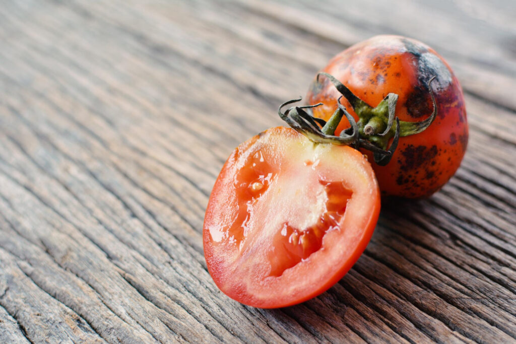 Kodėl pomidorai supūva dar neprinokę ir ką daryti, kad derlius nenueitų perniek