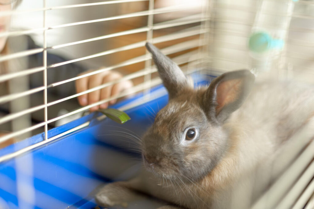 Triušių auginimas namuose: esminiai patarimai pradedantiesiems