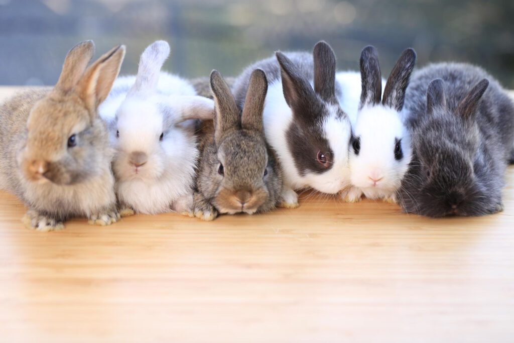 Triušių veislės: kuo skiriasi populiariausios rūšys