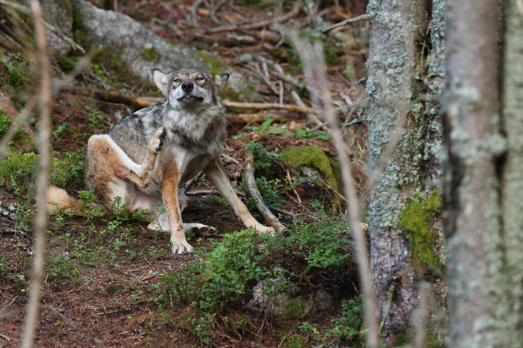 Kur gyvena vilkai: urvai, teritorijos ir slapti įpročiai