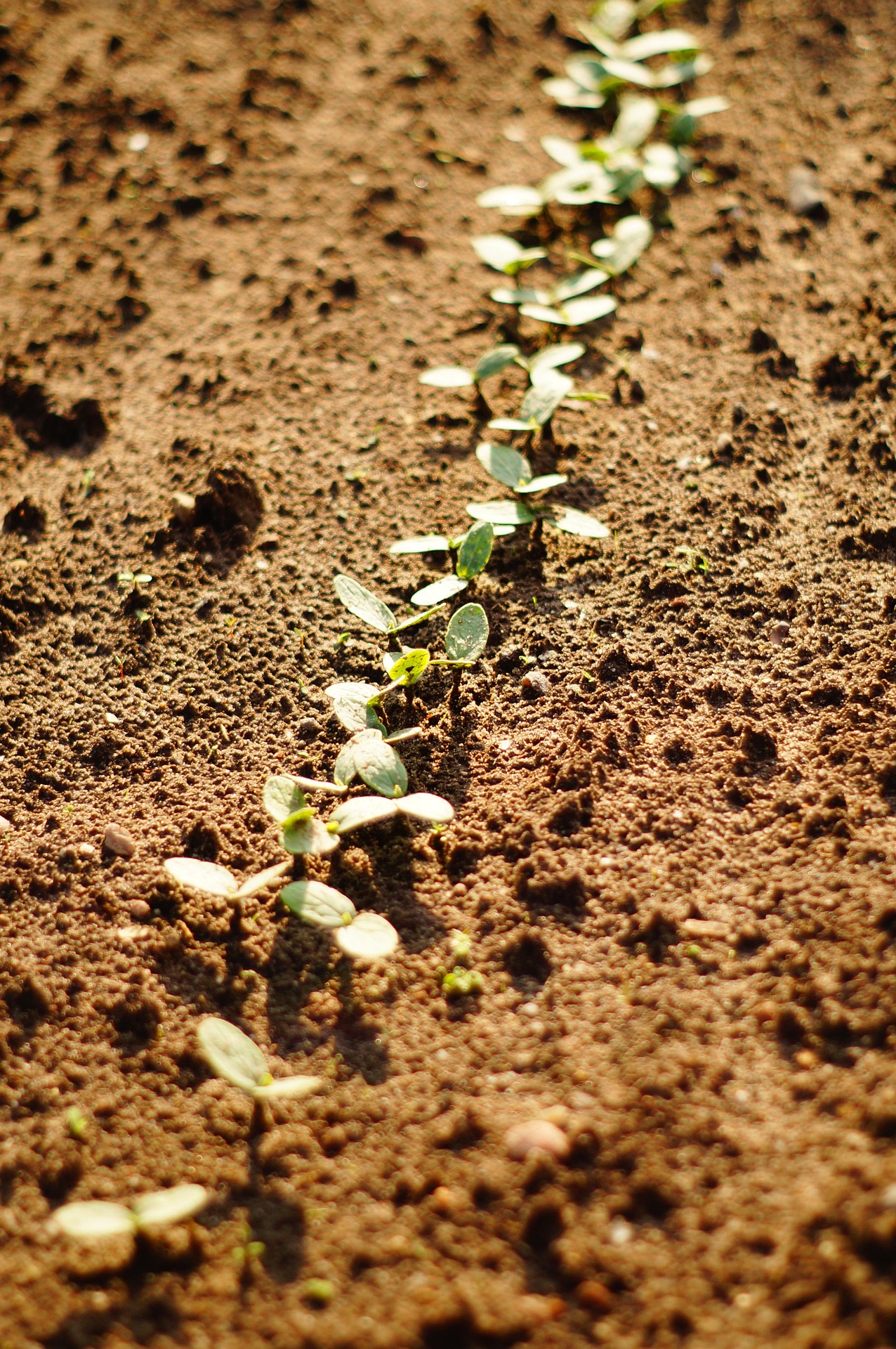 Agurkai nesudygo? Liaudiški būdai, kaip sėti iš naujo dar ne per vėlu
