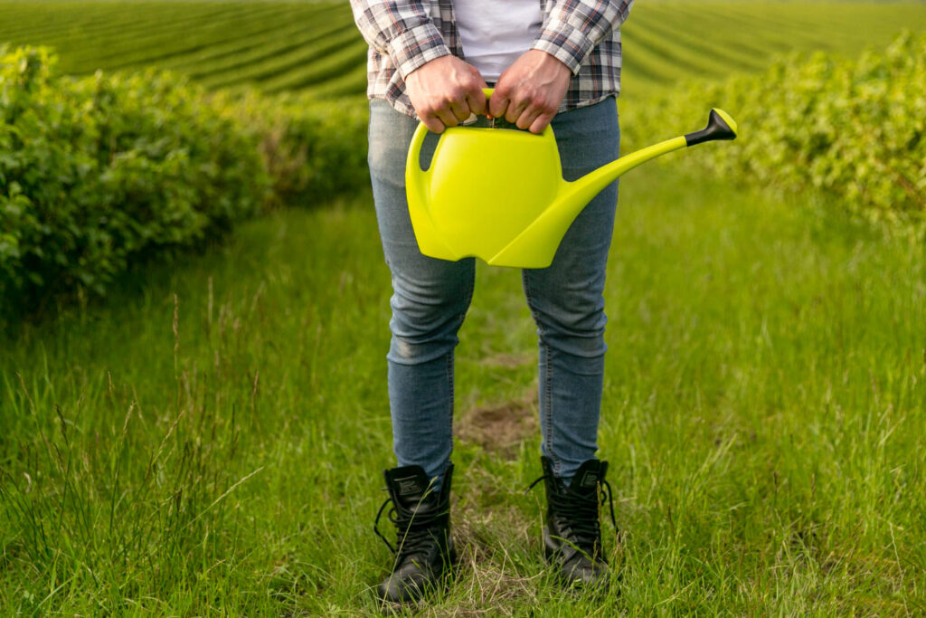 Kaip gauti didesnį ir saldesnį uogų derlių: paprastas trąšų receptas, kuris iš tikrųjų veikia