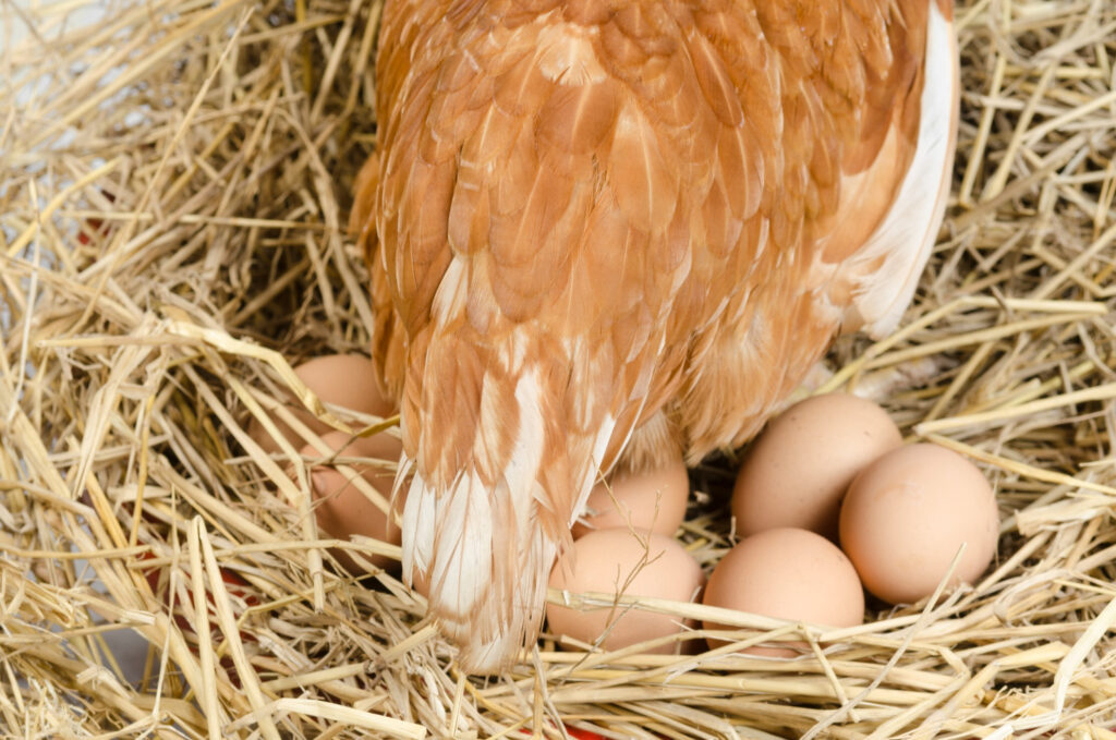 Viščiukų perinimas po višta: kiek trunka ir kokių klaidų vengti