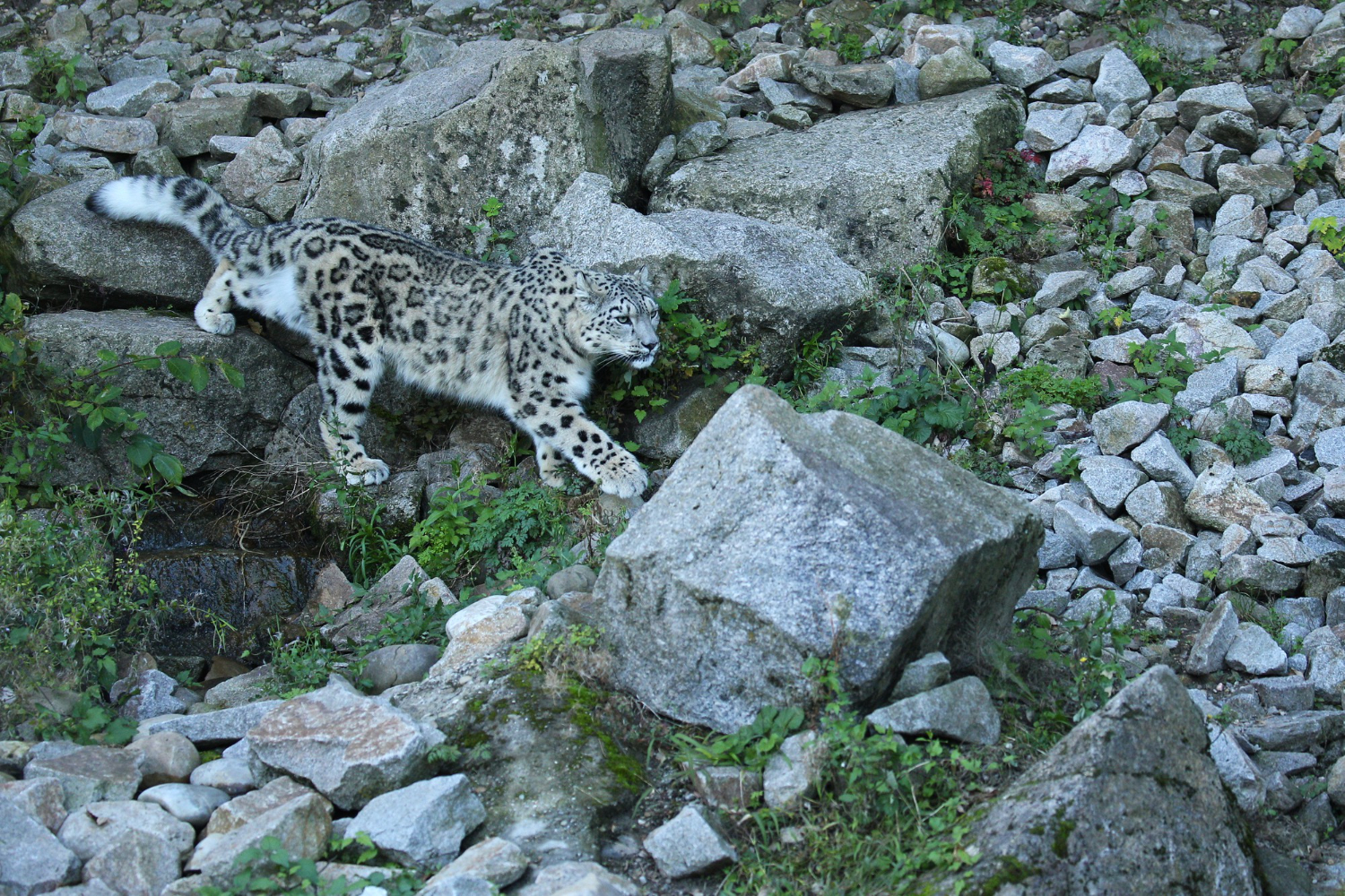 Snieginis leopardas: tylus kalnų šešėlis, kuriam gresia išnykimas