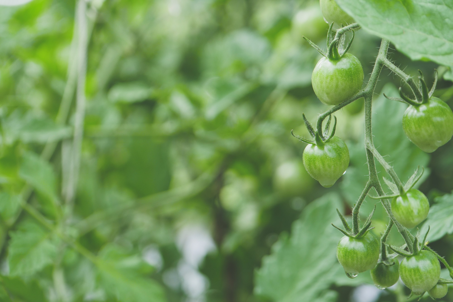 Ar tikrai reikia genėti pomidorus – ką rodo patirtis ir agronomų patarimai